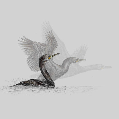 Cormorant Taking Flight by Carolyn Olivia Ashton