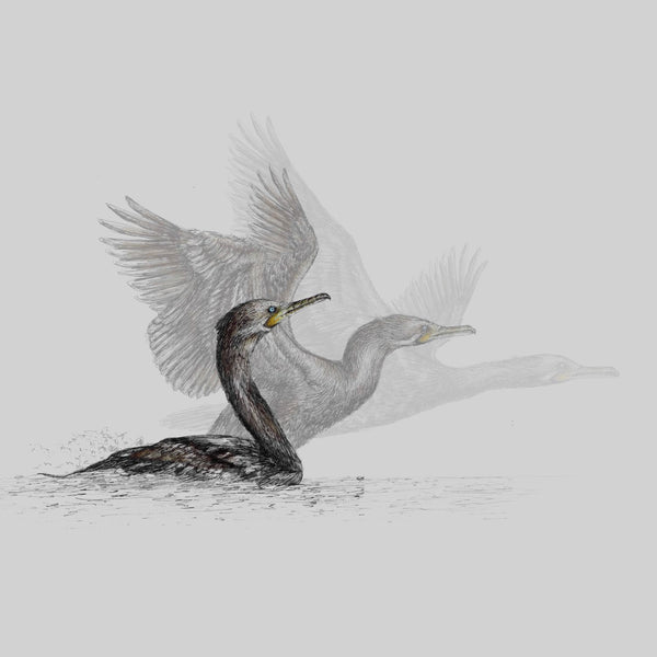 Cormorant Taking Flight by Carolyn Olivia Ashton